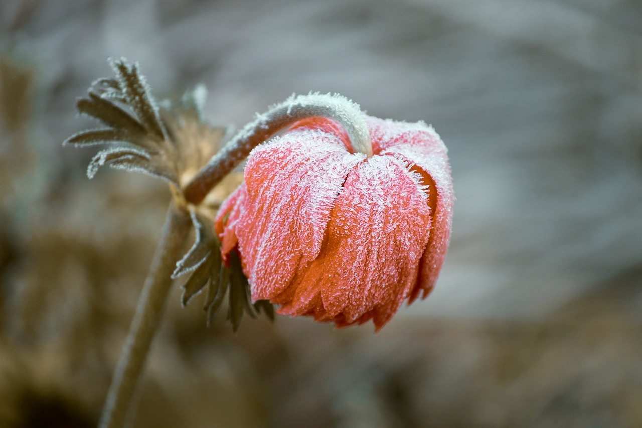 Best Plants for Growing in Frost-Prone Areas